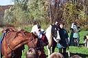 horses.jpg